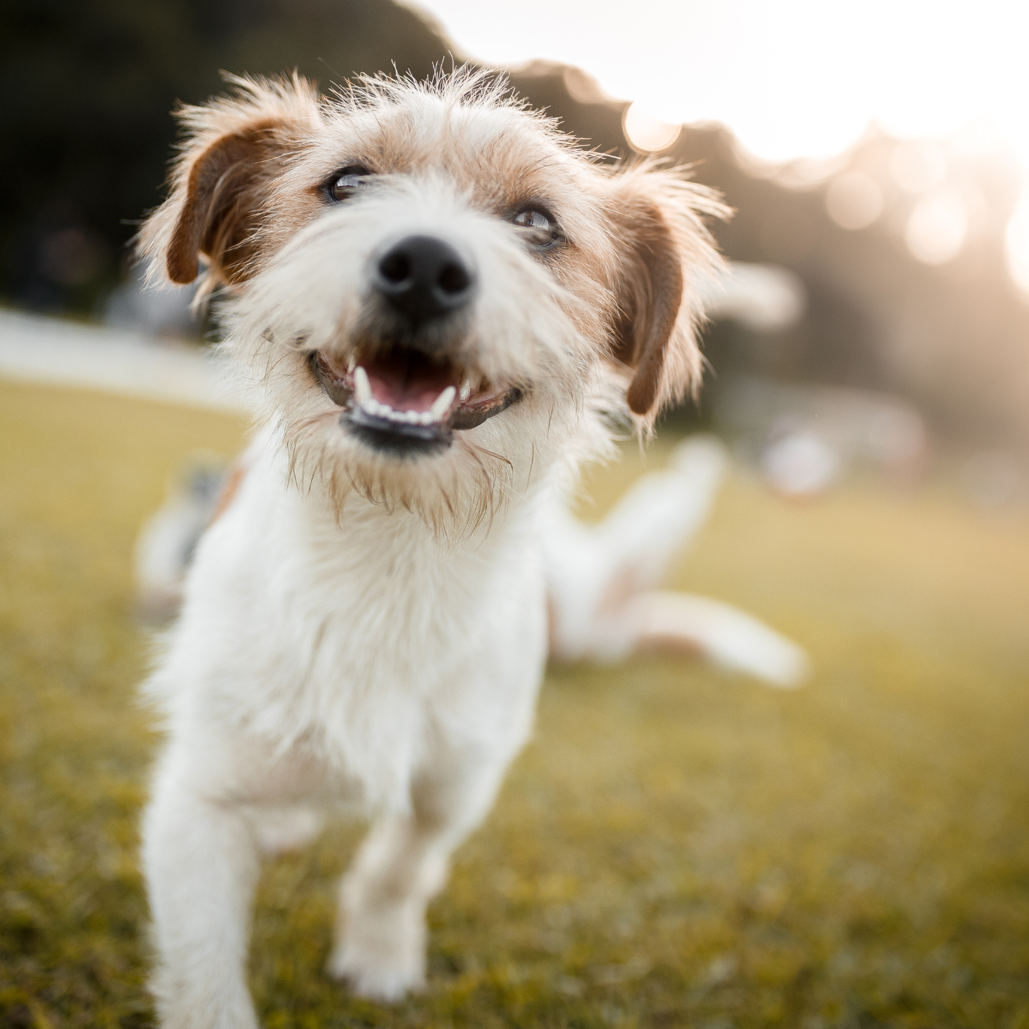 Allowing Pets at Your Rental Property: Why It's a Good Choice