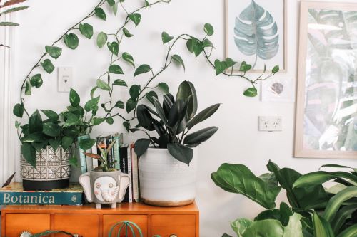 Use plants around your home